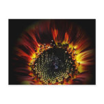 Firey Sunflower Postcard