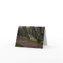 First Bloom cards