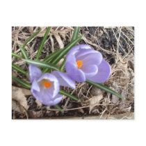 First Crocus! - postcard