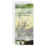 First Dandelion of the Season rack cards