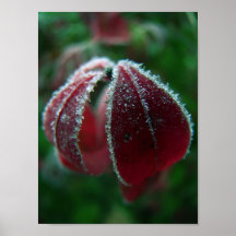 First Frost Print