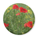 First Poppies magnets