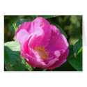 First Rose of Summer cards
