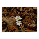 First Sign of Spring Greeting Card