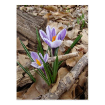 FIRST SPRING FLOWER products Post Card