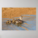 First Swim posters