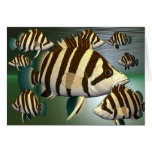 fish3 card