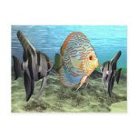fish6 post cards