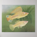 Fish - Albino Mollies - Poecilia latipinna P/folio Posters