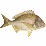 Fish - Black Bream - Mylio australis t-shirts