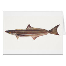 Fish - Black Kingfish - Rachycentron pondicerianum Card