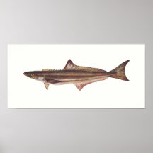 Fish - Black Kingfish - Rachycentron pondicerianum Print