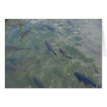 fish cards