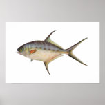 Fish - Dart - Trachinotus botla posters