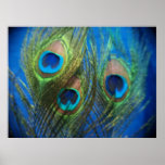 Fish Eye Peacock Still Life Poster posters