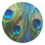 Fish Eye Peacock Still Life Stickers