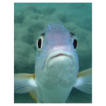 Fish Face flyers