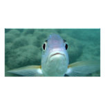 Fish Face photo cards