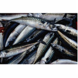 Fish for lobster bait, Prince Edward Island, Canad photo sculptures