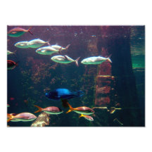 Fish in Aquarium Photograph
