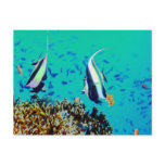 Fish in Fiji Waters Postcard