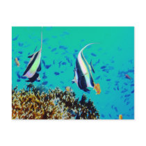 Fish in Fiji Waters Postcard