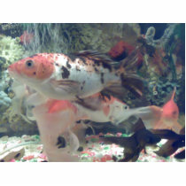 Fish Koi Design Photo Sculpture