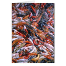 Fish - Koi feeding frenzy Cards