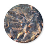 fish magnets
