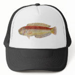 Fish - Maori Wrasse - Ophthalmolepis lineolatus Hat
