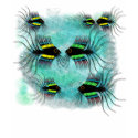 Fish Meet 2 t-shirts