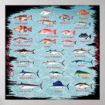 Fish of the Gulf Poster