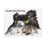 Fish Owl bust postcard