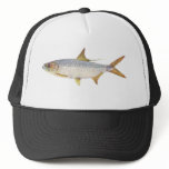 Fish - Ox-Eye Herring - Megalops cyprinoides hats