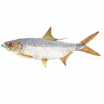 Fish - Ox-Eye Herring - Megalops cyprinoides t-shirts