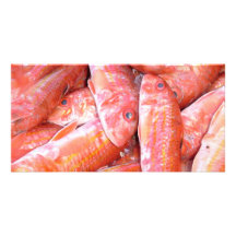 Fish Photo Card