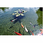 Fish Pond - Oahu photo sculptures