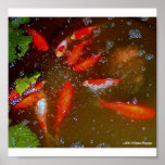 FISH POND POSTER