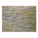 FISH POST CARD