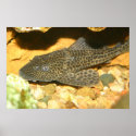 Fish posters