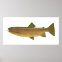 Fish - Rainbow Trout - Salmo gairdnerii posters