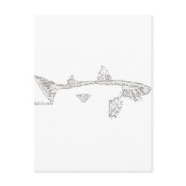 Fish Skeletons Collection