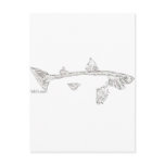 Fish Skeletons Collection postcards