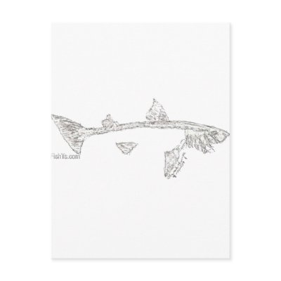 Fish Skeletons Collection Post Card by FishTsdotcom
