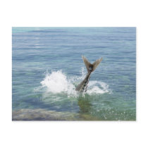 Fish splashing in the sea postcards