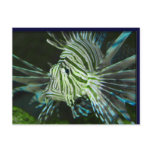 Fish Stripe Postcards
