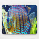 Fish with big blue eyes & blue stripes, swimming o mousepads