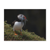 Fisher Puffin Postcards