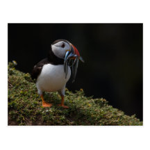 Fisher Puffin Postcards