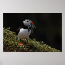 Fisher Puffin Poster